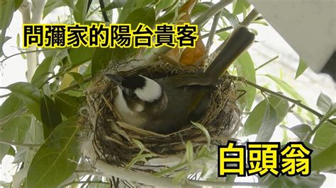 鳥築巢吉兆|【家中有鳥築巢】鳥築巢兆頭！家中有鳥築巢的風水好運